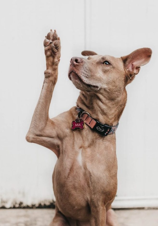 short-coated brown dog